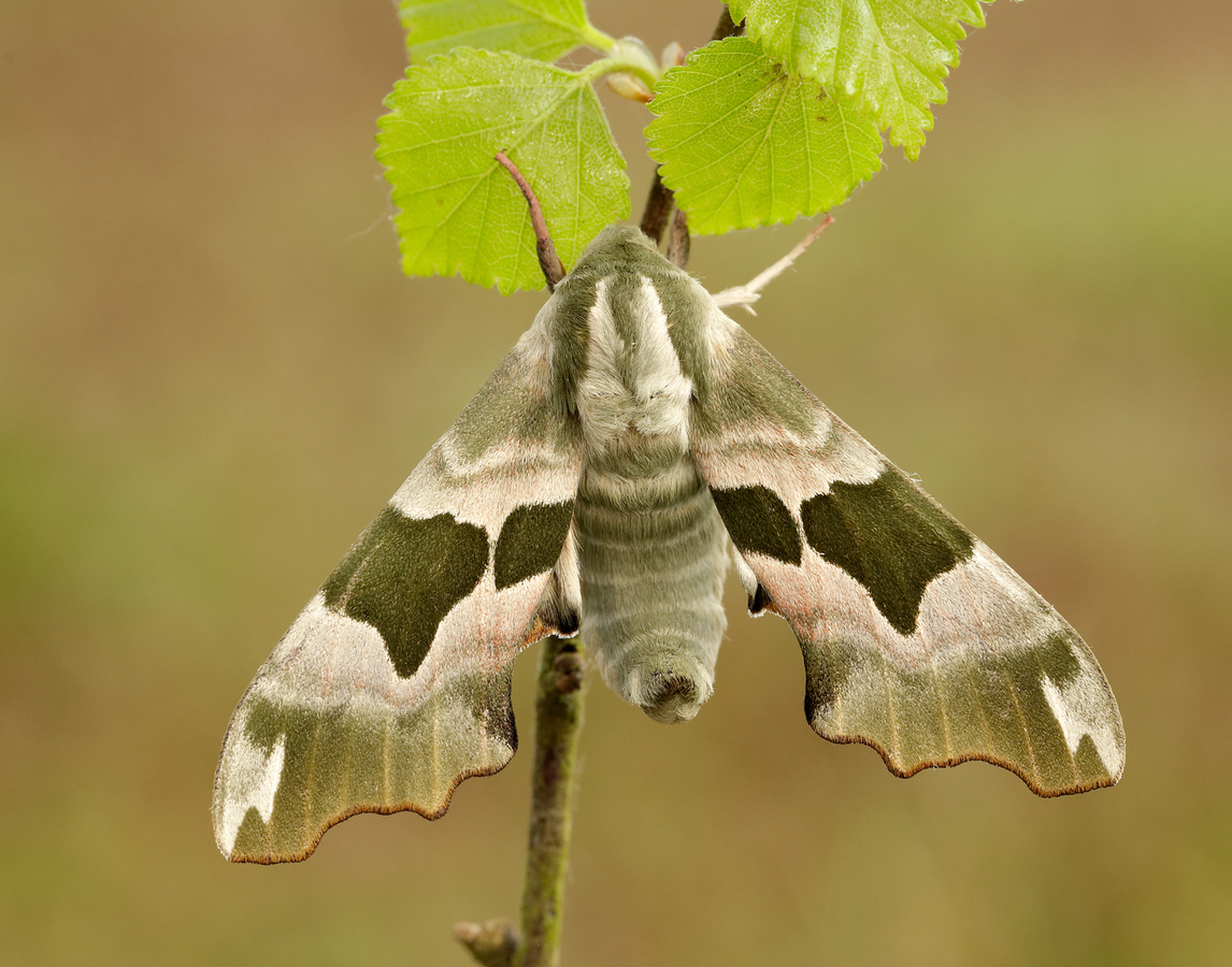 Lime Hawk-moth, Mimas tiliae, Iain Leach