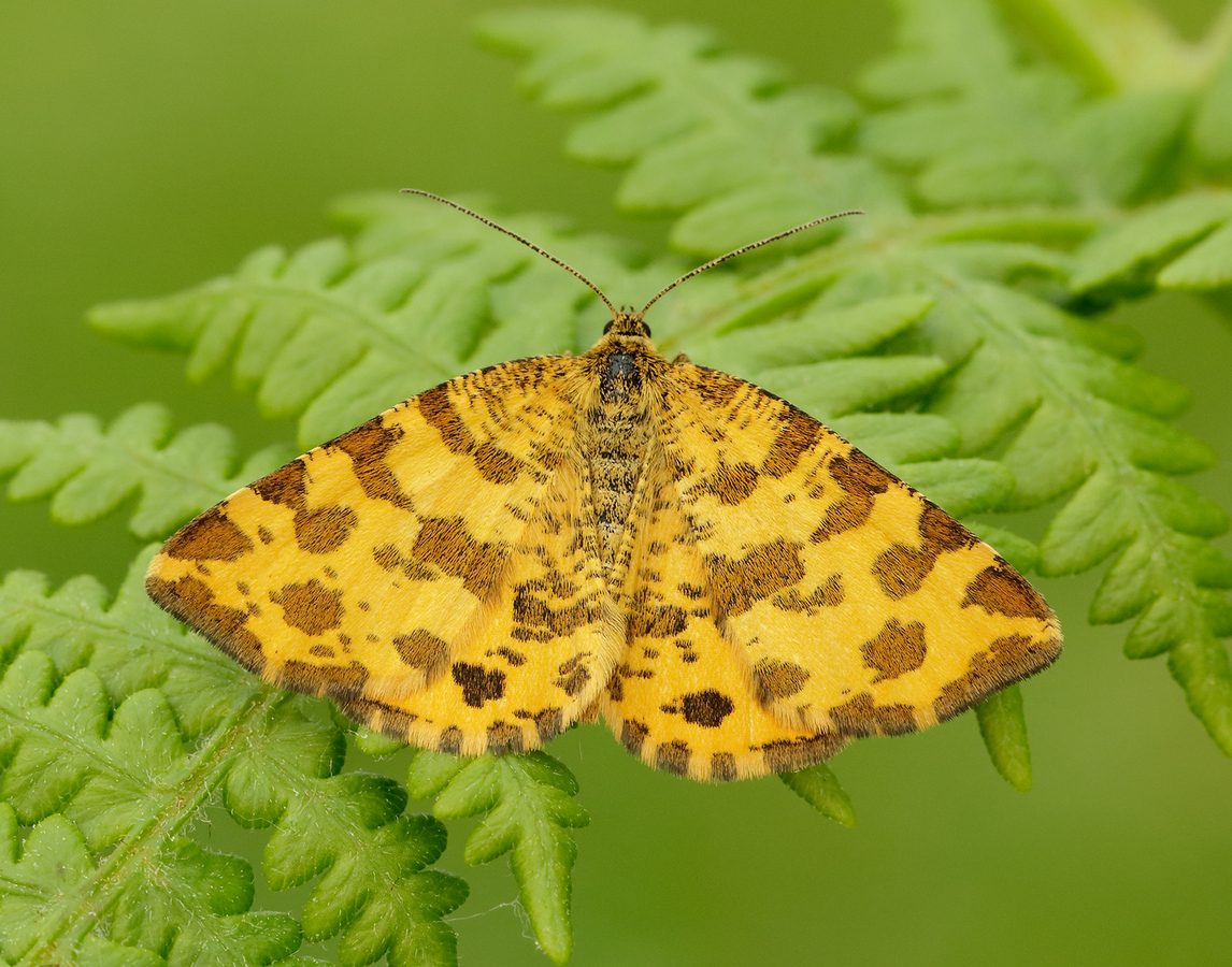 Speckled Yellow, Pseudopanthera macularia, Iain Leach